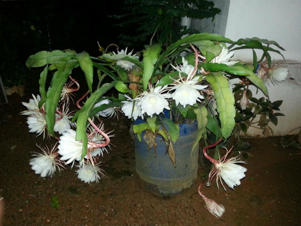 ರಾತ್ರಿ ರಾಣಿ