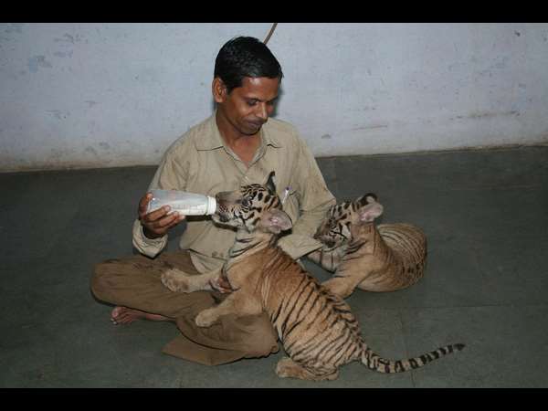 ಹುಲಿ ಮರಿಗೆ ಹಾಲು