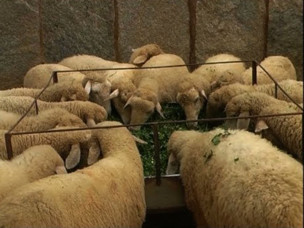 ಸುವರ್ಣ ಕುರಿ ತಳಿ ಬೇಡಿಕೆ