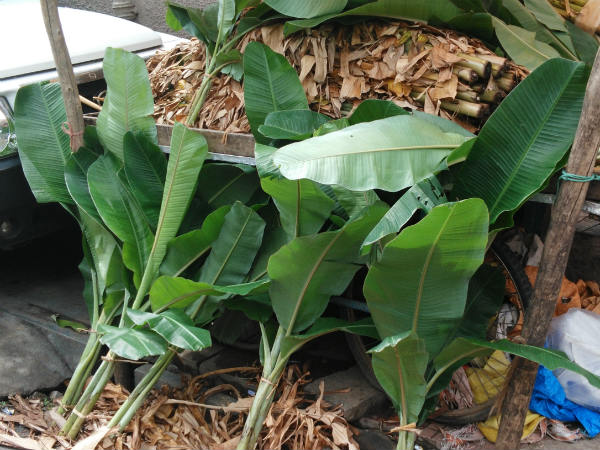 ಬಾಳೆ ದಿಂಡು ಬೇಕಲ್ಲ