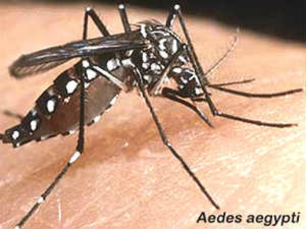 This article enlighten about Dengue fever, symptoms, preventive action
