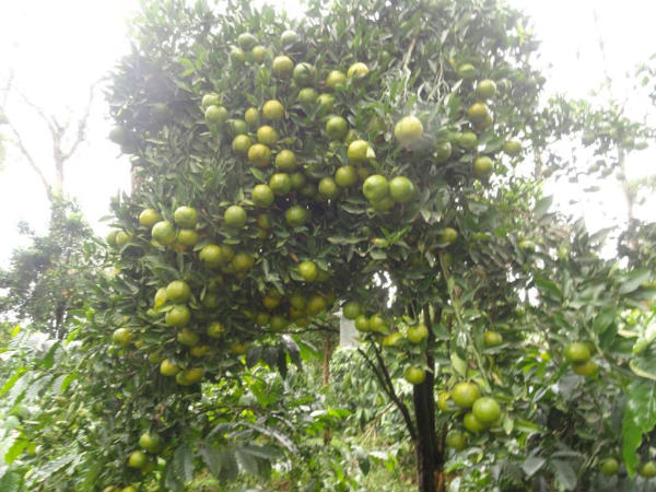 kodagu