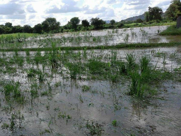 ನೂರಾರು ಎಕರೆ ಬೆಳೆ ಮುಳುಗಡೆ 