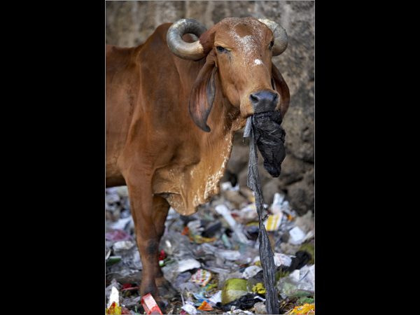ಪಶುಗಳ ಪ್ರಾಣಕ್ಕೆ ಮಾರಕ