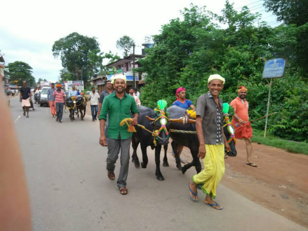 ರಸ್ತೆಗಿಳಿದ ಕಂಬಳದ ಕೋಣಗಳು