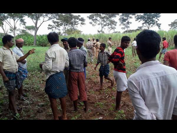 Tiger Found Near Chamarajnagar District Gundlupet