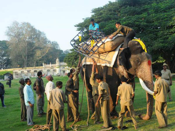 ಆನೆಗಳಿಗೆ ಭಾರ ಹೊರುವ ತಾಲೀಮು 
