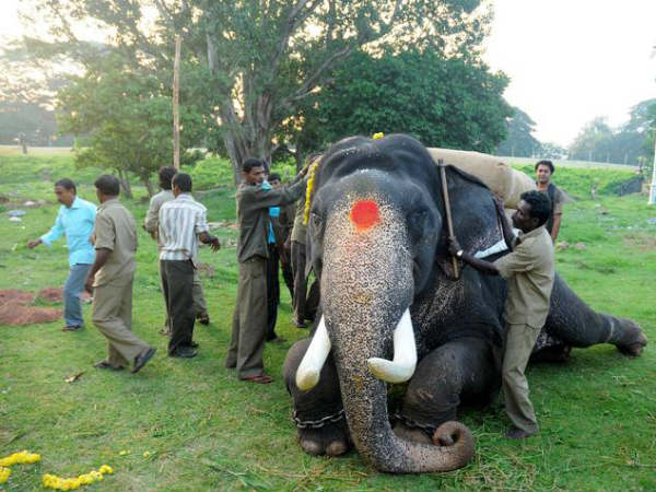 ತೆಂಗಿನ ನಾರು ತುಂಬಿದ ಗೋಣಿ ಚೀಲ