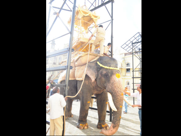 ಮರದ ಅಂಬಾರಿ ಮೂಲಕ ತಾಲೀಮು