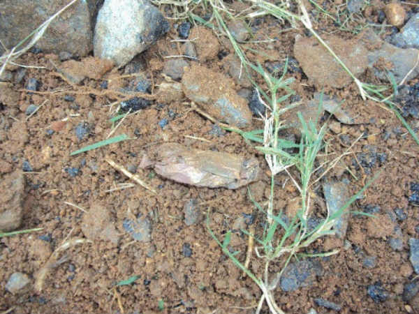 ವಿಶಿಷ್ಟ ವಾಮಾಚಾರ