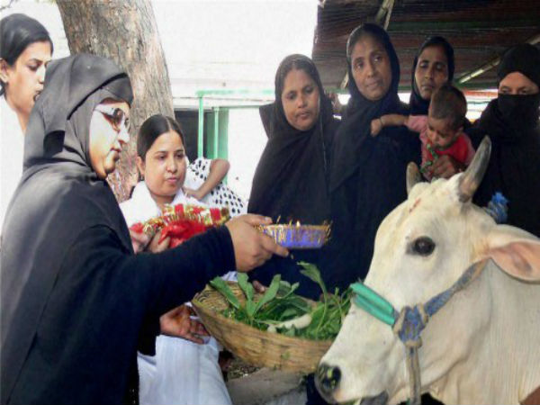 ಮುಸ್ಲಿಂ ಮಹಿಳೆಯರಿಂದ ಗೋವಿಗೆ ಆಹಾರ