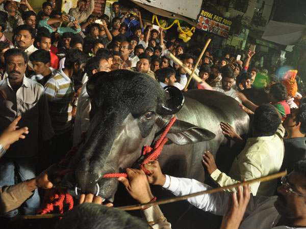 ಕೋಣವನ್ನು ಹೇಗೆ ಆರೈಕೆ ಮಾಡಲಾಗುತ್ತದೆ? ಕೋಣವನ್ನು ಹೇಗೆ ಆರೈಕೆ ಮಾಡಲಾಗುತ್ತದೆ?