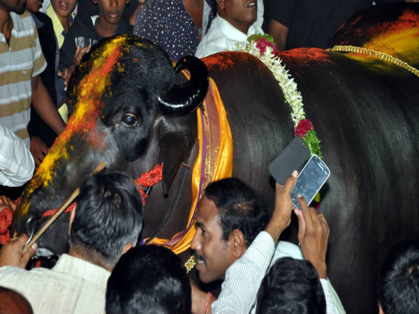 ಸದರ್ ಹಬ್ಬವನ್ನು ಯಾವ ಸಮುದಾಯ ಆಚರಿಸುತ್ತದೆ? ಸದರ್ ಹಬ್ಬವನ್ನು ಯಾವ ಸಮುದಾಯ ಆಚರಿಸುತ್ತದೆ?