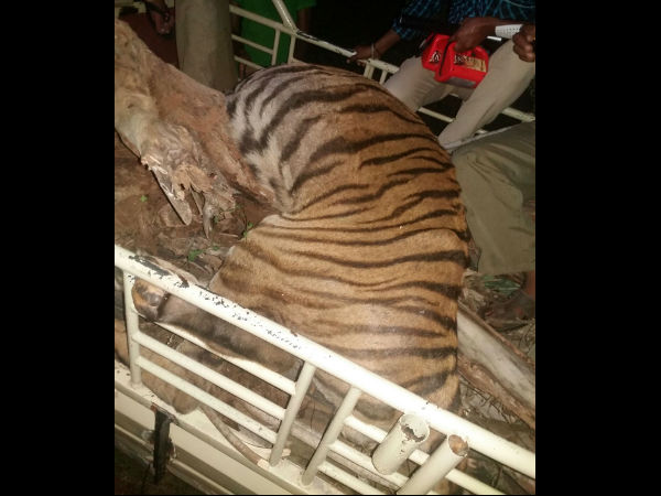 ಕಳೆದ ವರ್ಷ ಹುಲಿ ಮೃತಪಟ್ಟಿತ್ತು