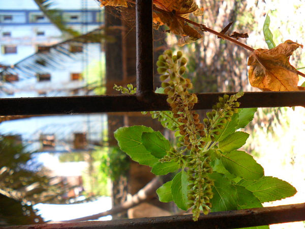 ತುಳಸಿ ಪದದ ಅರ್ಥ?