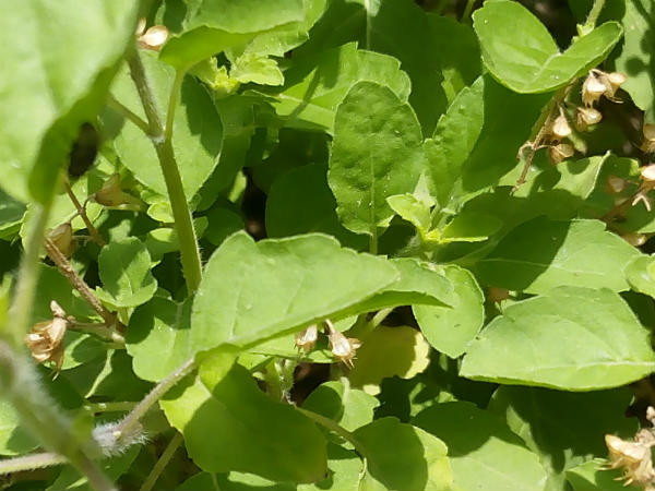 ತುಳಸಿಗಿರುವ ನಾನಾ ಹೆಸರುಗಳು: