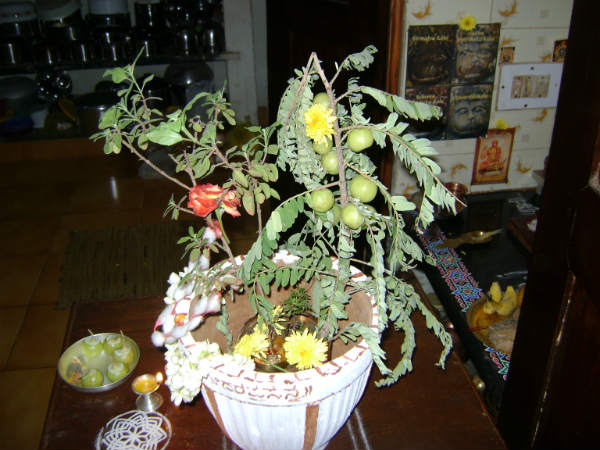 ತುಳಸಿಯು ಯಾವುದರಿಂದ ಅಭ್ಯಂಜನಗೊಳ್ಳುತ್ತಾಳೆ?