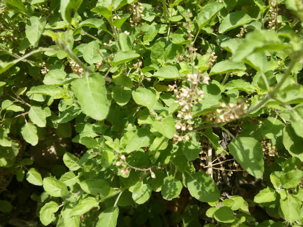 ರೋಗನಿರೋಧಕಿ ತುಳಸಿ ದೇವತೆ
