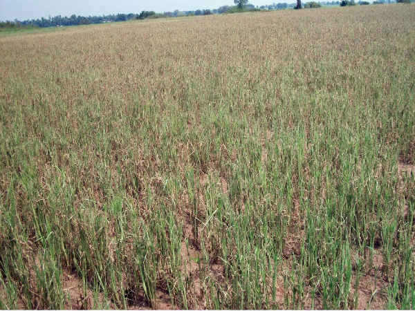 Army worms attacked in finger millet land in Mysuru Army worms attacked in finger millet land in Mysuru