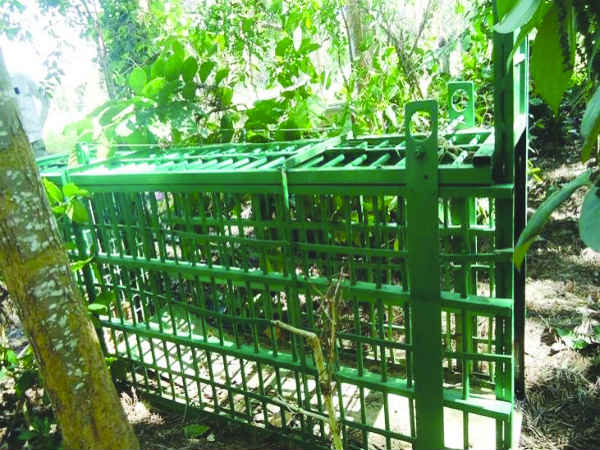 Leopard attack starts in around Mysuru Leopard attack starts in around Mysuru