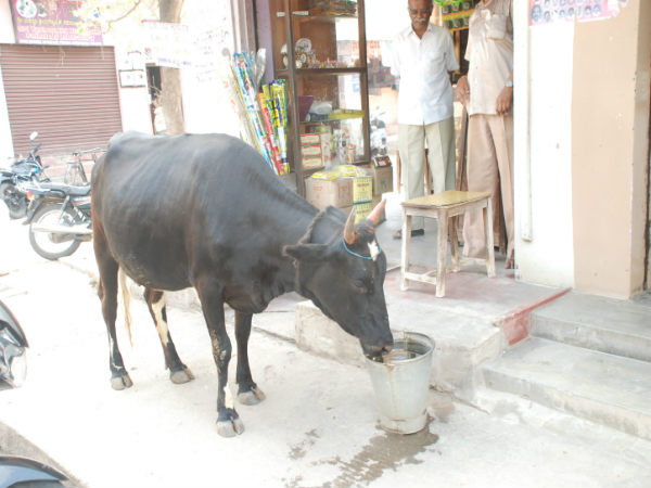 ಪ್ರಾಣಿಪ್ರಿಯ ಲಲಿತ್ ಕುಮಾರ್ ಜೈನ್ 