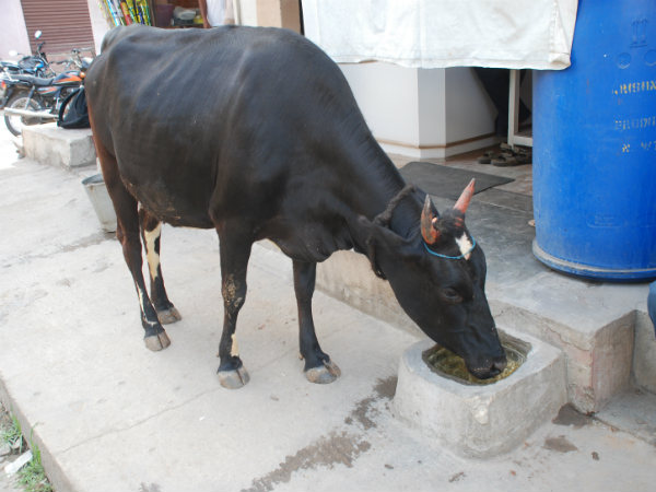 ಯಾವ ಕಾರಣಕ್ಕೆ ನೀರು ನೀಡಲು ಪ್ರಾರಂಭಿಸಿದರು?