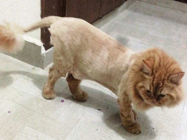 Persian cat is look like a lion at Madikeri