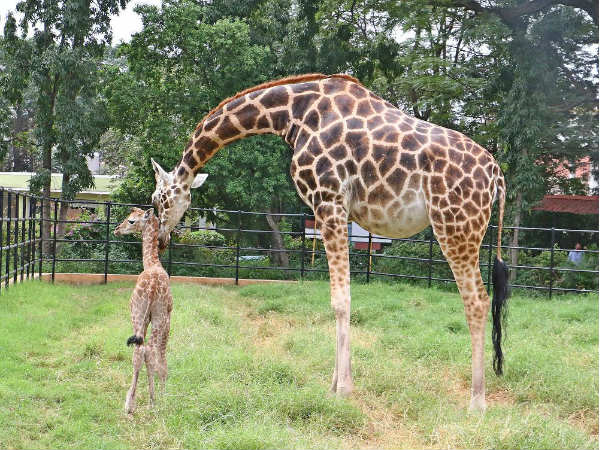 10 year old Khushi giraffe gave birth to male giraffe in Sri Chamarajendra zoo, Mysuru