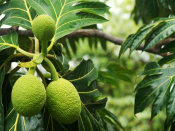 ದೀವಿ ಹಲಸನ್ನು ಬೆಳೆಯುವುದು ಹೇಗೆ? 