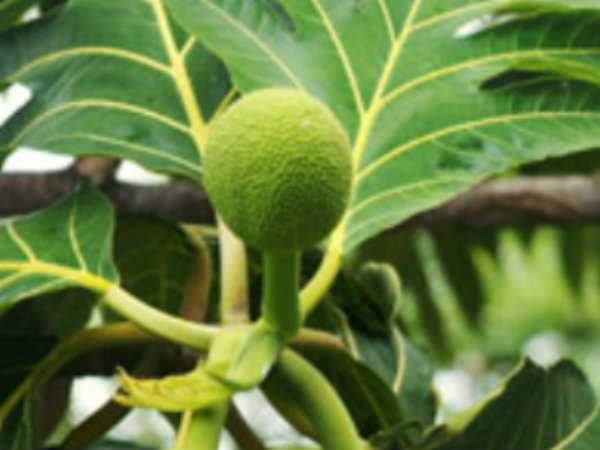 ದೀವಿ ಹಲಸಿನ ಮರದಲ್ಲಿ ಎಷ್ಟು ಕಾಯಿಗಳು ಬಿಡುತ್ತದೆ?