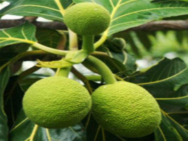 ದೀವಿ ಹಲಸಿನಿಂದ ಯಾವ ಯಾವ ತಿನಿಸು ತಯಾರಿಸಬಹುದು?