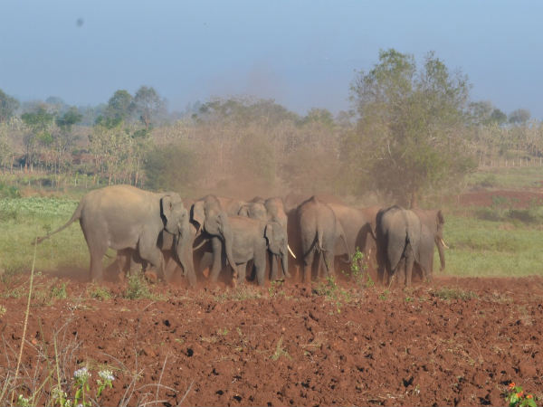 elephants 