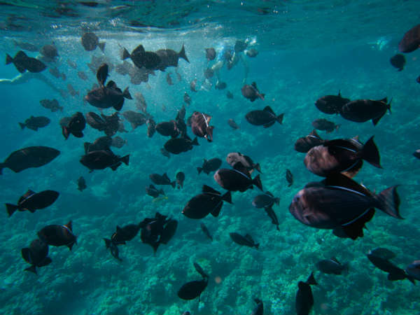 Maui island travelogue by Achala Sethu