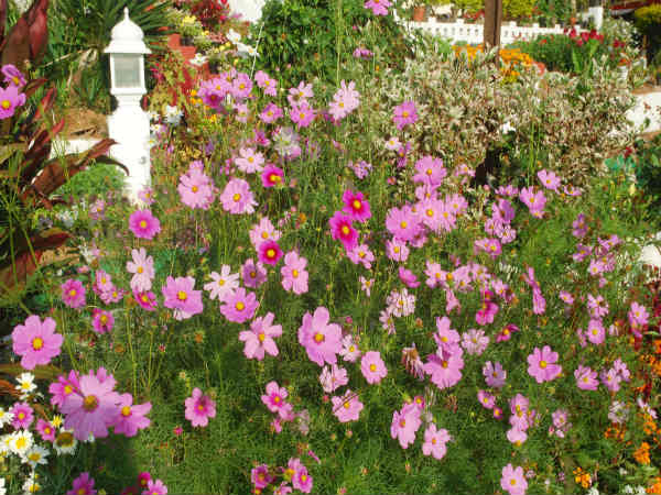 ಹೇಗೆ ನಿರ್ಮಾಣಗೊಂಡಿತು ಈ ಉದ್ಯಾನವನ?