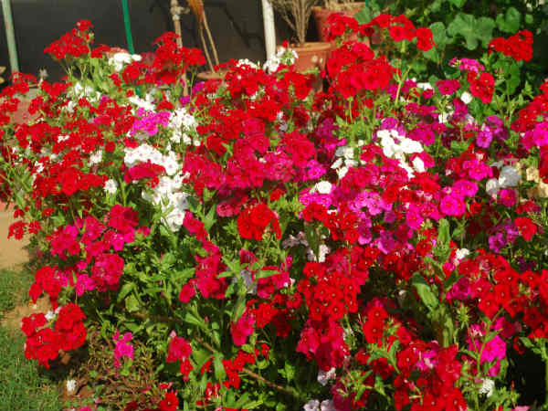 ಈ ಉದ್ಯಾನವನದಲ್ಲಿ ಯಾವ ರೀತಿಯ ಗಿಡಗಳಿವೆ?