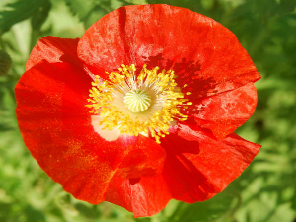 ದೇಶವಿದೇಶ ಹೂವುಗಳು ಇಲ್ಲಿವೆ?