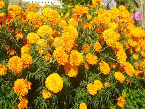 ಚೆಂಡೂ ಹೂವಿನ ಲೋಕದಲ್ಲೂ ವಿಹರಿಸಿ