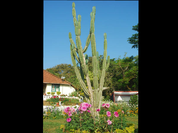 ಈ ಪುಷ್ಪೋದ್ಯಾನದ ವಿಶೇಷತೆಯೇನು?