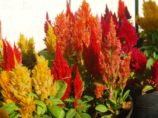 ಯಾರು ಪುಷ್ಪ ಉದ್ಯಾನಕ್ಕೆ ಮೆಚ್ಚುಗೆ ವ್ಯಕ್ತಪಡಿಸಿದ್ದಾರೆ?