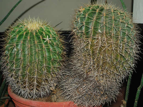 ಯಾವ ಯಾವ ಸಮಯದಲ್ಲಿ ಪುಷ್ಪೋದ್ಯಾನ ವೀಕ್ಷಿಸಲು ಅವಕಾಶವಿದೆ?