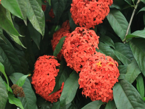 ಇಕ್ಸೋರ ಪುಷ್ಪಕ್ಕಿರುವ ಇನ್ನಿತರ ಹೆಸರುಗಳು ಇಕ್ಸೋರ ಪುಷ್ಪಕ್ಕಿರುವ ಇನ್ನಿತರ ಹೆಸರುಗಳು