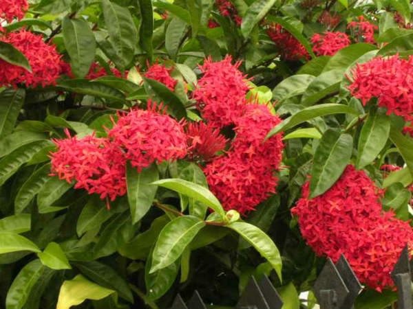 ಇಕ್ಸೋರ ಪುಷ್ಪ ಯಾವ ದೇವರಿಗೆ ಪ್ರಿಯ? ಇಕ್ಸೋರ ಪುಷ್ಪ ಯಾವ ದೇವರಿಗೆ ಪ್ರಿಯ?