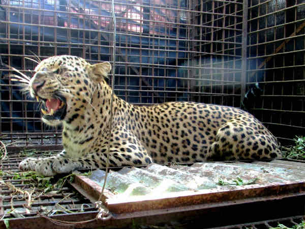 Two more Leopards appear near Vibgyor School in Bengaluru Two more Leopards appear near Vibgyor School in Bengaluru