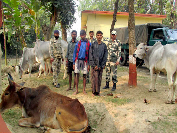 ಜಾನುವಾರು ಕಳ್ಳರ ಬಂಧನ