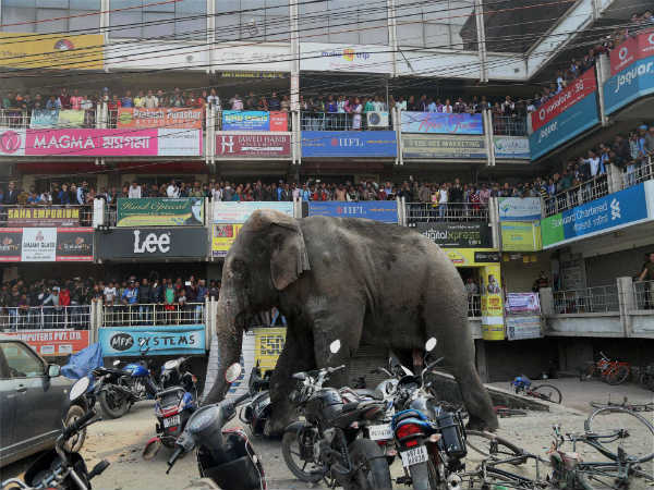 ಆನೆ ಕಾಲಿನ ತುಳಿತಕ್ಕೆ ಒಳಗಾದ ಹಲವು ಬೈಕ್ ಗಳು