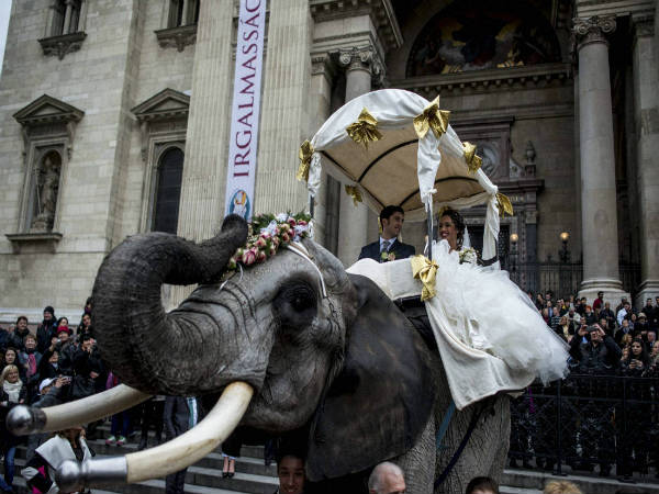 ಪ್ರೇಮಿಗಳ ದಿನದಂದೇ ಮದುವೆಯಾದ ದಂಪತಿಗಳ ಆನೆ ಸವಾರಿ