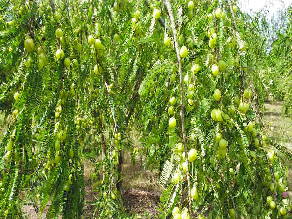 ನೆಲ್ಲಿಕಾಯಿಯಿಂದ ಏನನ್ನು ಉತ್ಪಾದಿಸಿದ್ದಾರೆ?