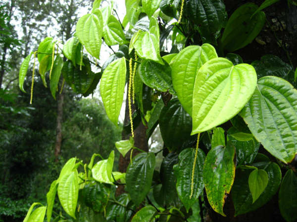 ಸೊರಗು ರೋಗವನ್ನು ಗುರುತಿಸುವುದು ಹೇಗೆ?