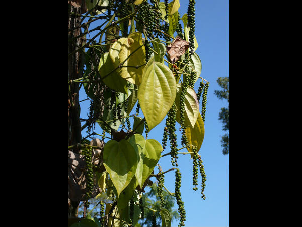 ಈ ರೋಗ ಹರಡಲು ಕಾರಣವಾದ ಶಿಲೀಂದ್ರ ಯಾವುದು?
