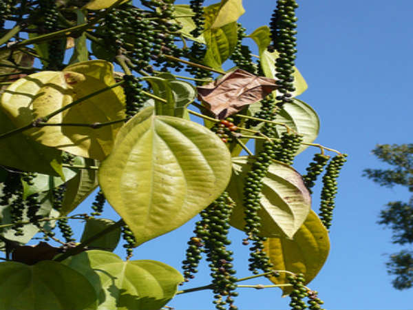 ಸೊರಗು ರೋಗದಲ್ಲಿ ಎಷ್ಟು ವಿಧಗಳಿವೆ?